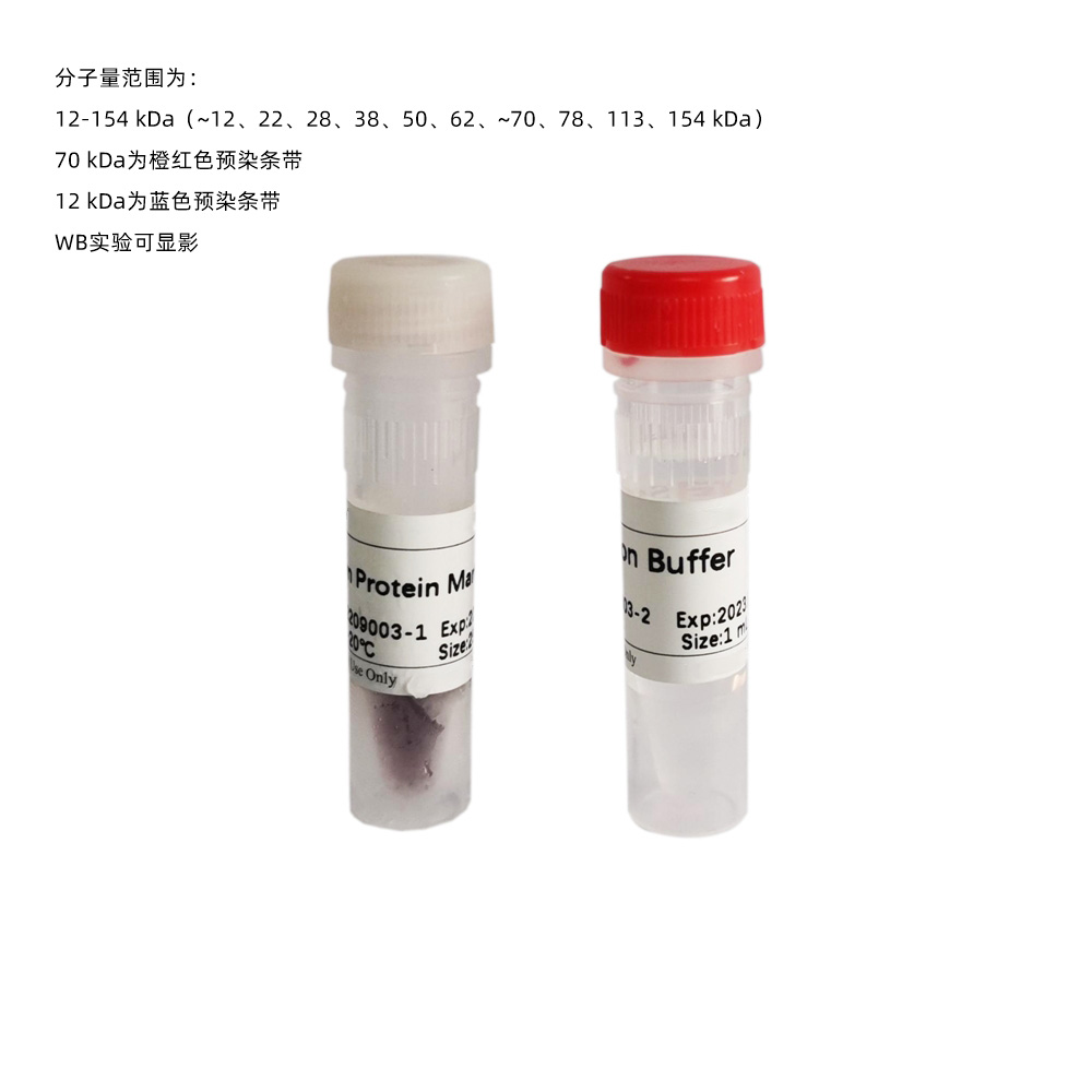 Western Protein Marker I (可顯影) ABC2104