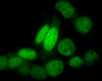 Green live-cell nucleic acid stain（綠色活細(xì)胞核酸染料）ABC326