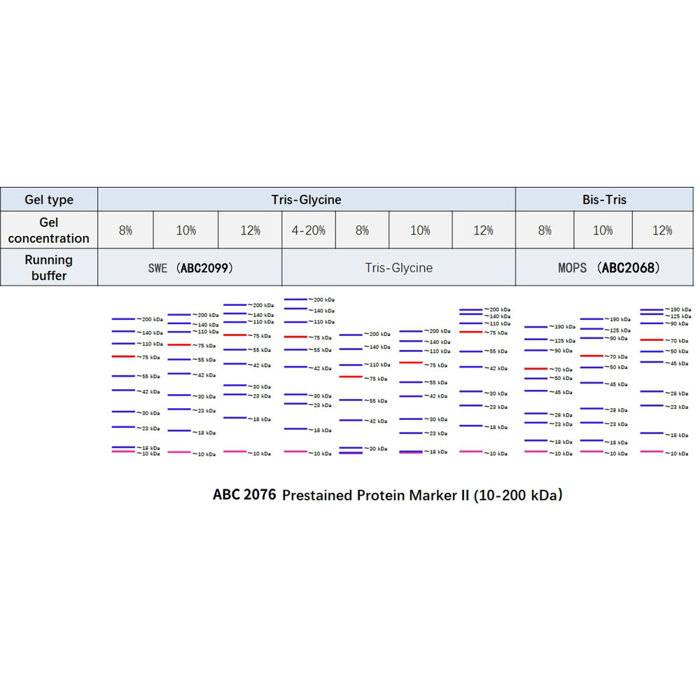 Prestained Protein Marker II (10-200 kDa） ABC2076