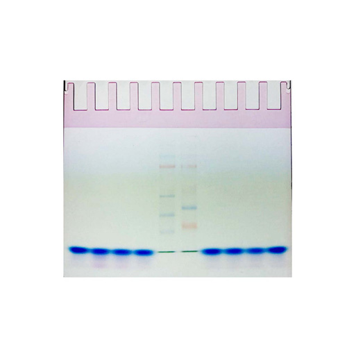 10% PAGE彩色(紅色)凝膠超快速配制試劑盒 ABC2061