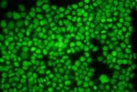 Green dead-cell nucleic acid stain（死細(xì)胞綠色熒光染料）ABC327