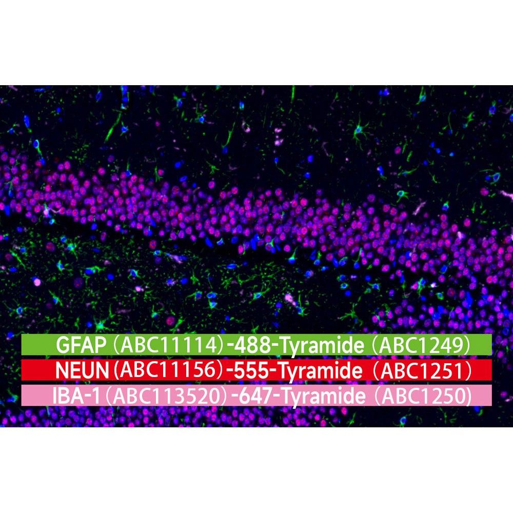 iF647-Tyramide (ABC1250)