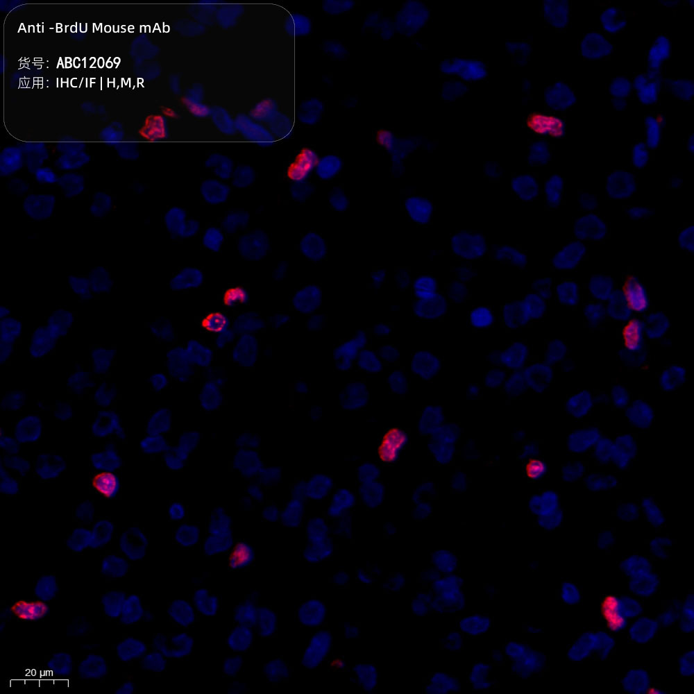 Anti -BrdU Mouse mAb （ABC12069）