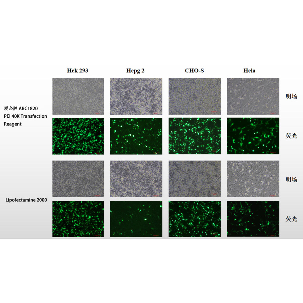 PEI 40K Transfection Reagent （ABC1820）