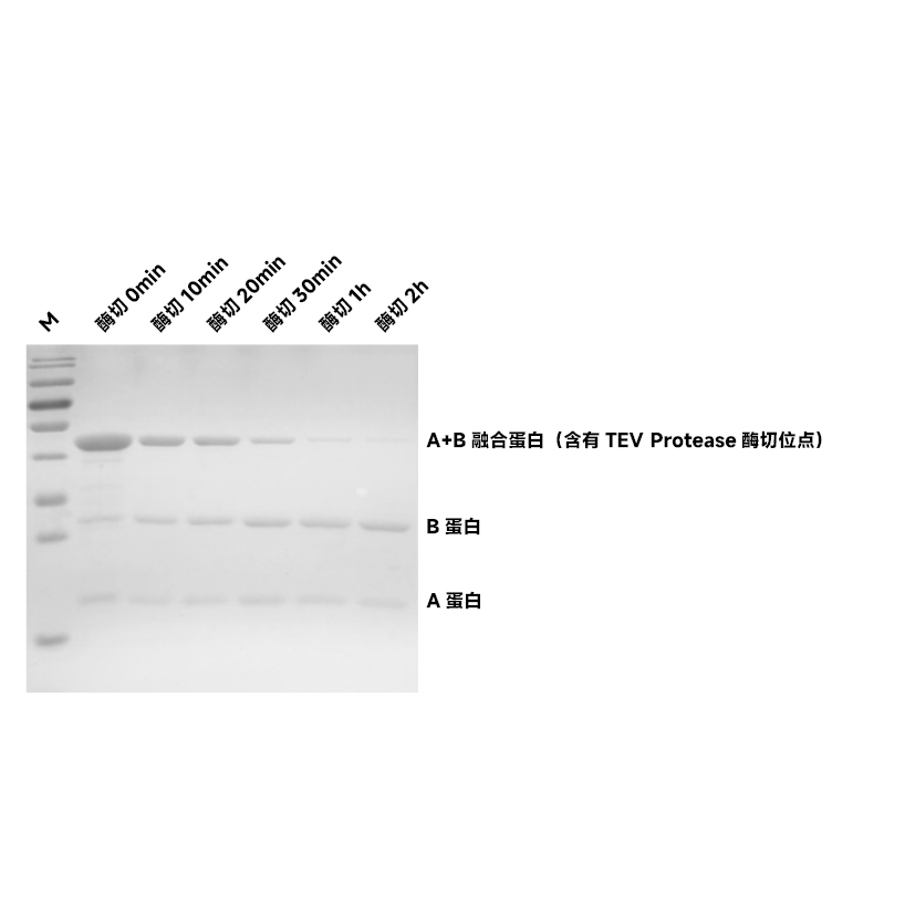 Recombinant TEV Protease (His-tag) （ABC3427）