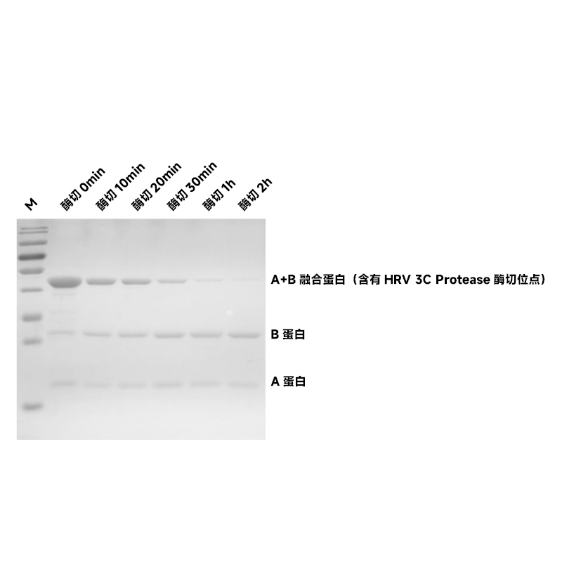 Recombinant HRV 3C Protease (His-tag) （ABC3428）