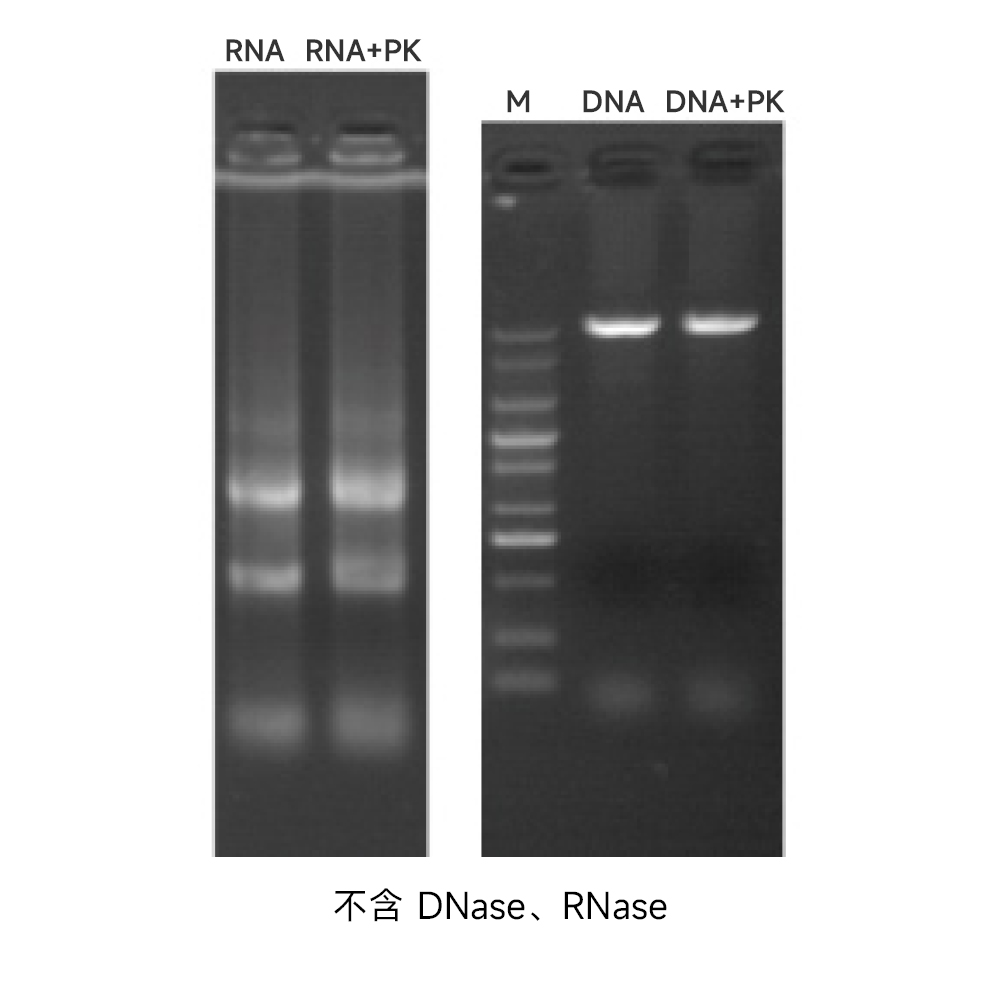 重組蛋白酶K 1ML(20mg／ml) ABC1252