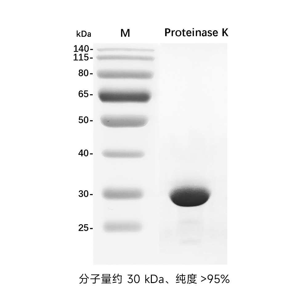 重組蛋白酶K(粉末)10G （ABC1255）