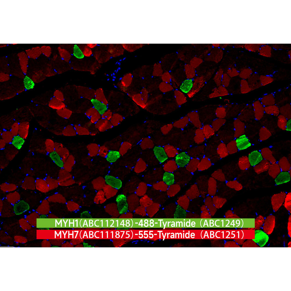 iF555-Tyramide (ABC1251)