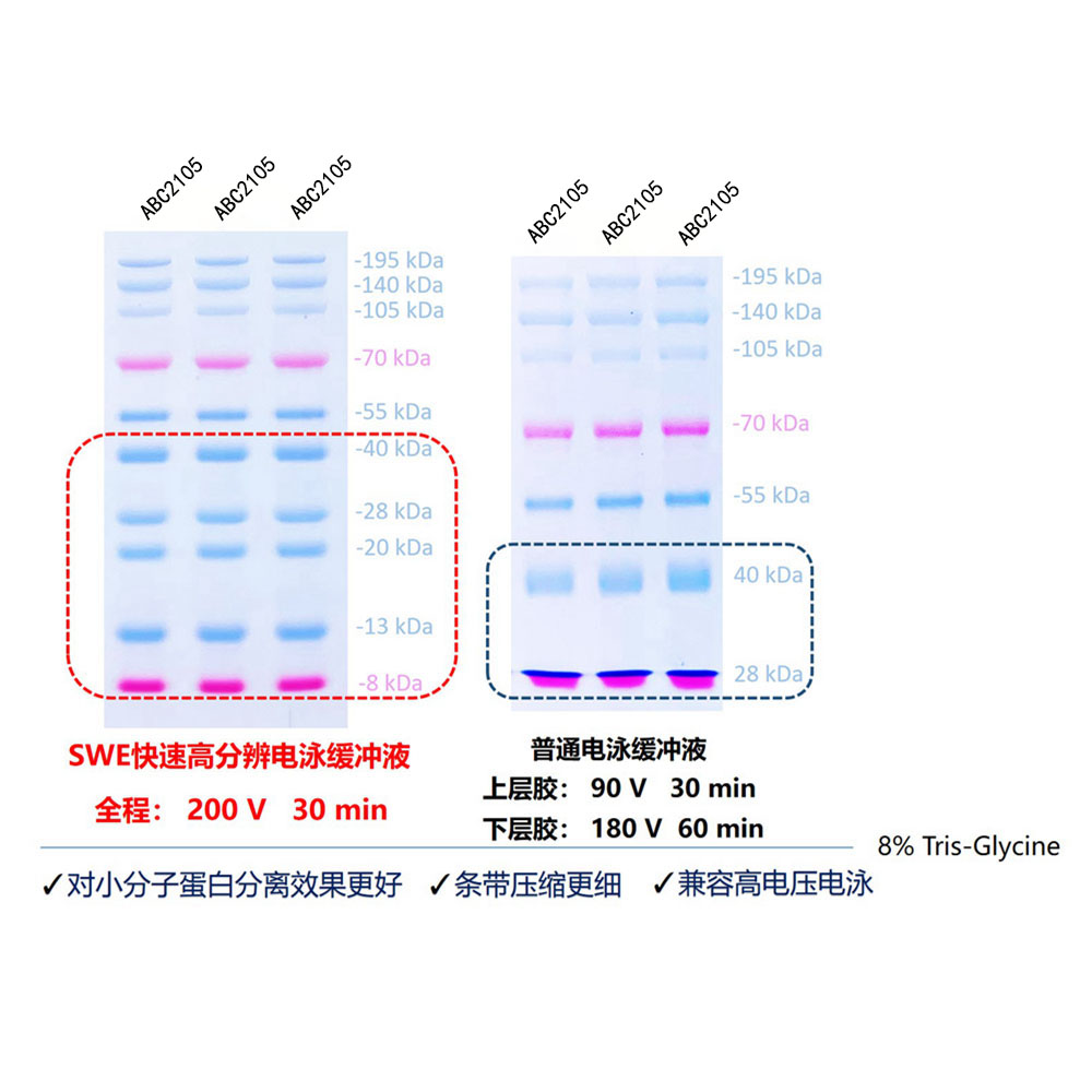 SWE快速高分辨電泳緩沖液（干粉） ABC2099