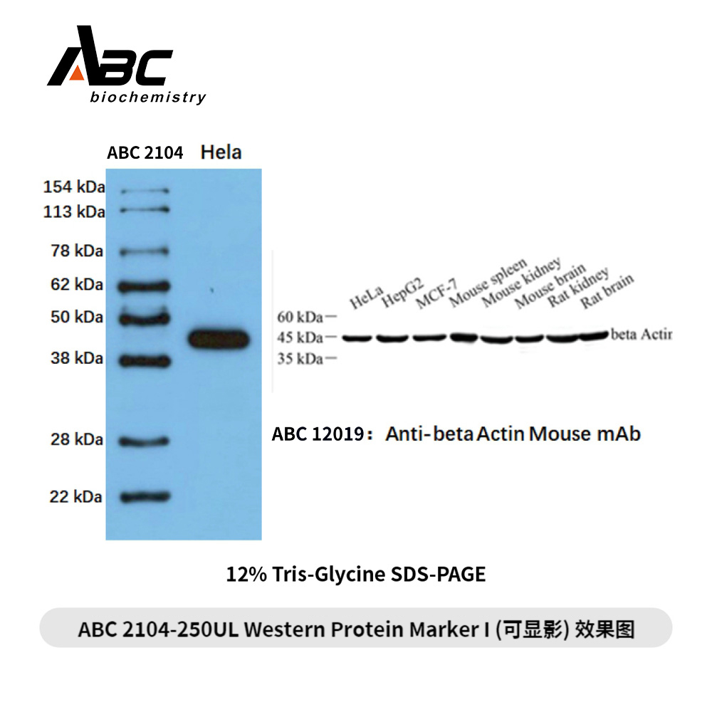 Western Protein Marker I (可顯影) ABC2104