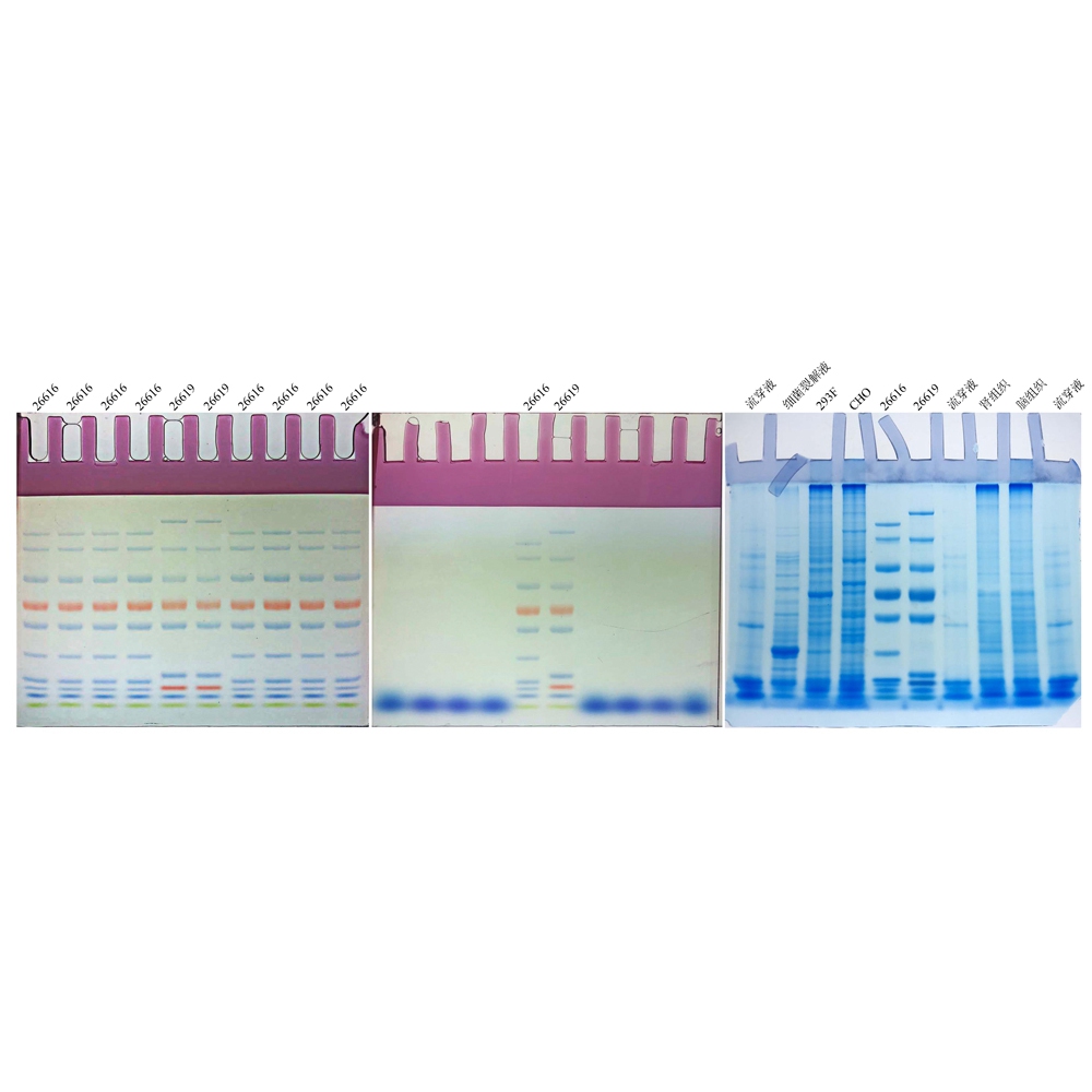 8% PAGE高分辨彩色(紅色)凝膠超快速配制試劑盒 ABC2084