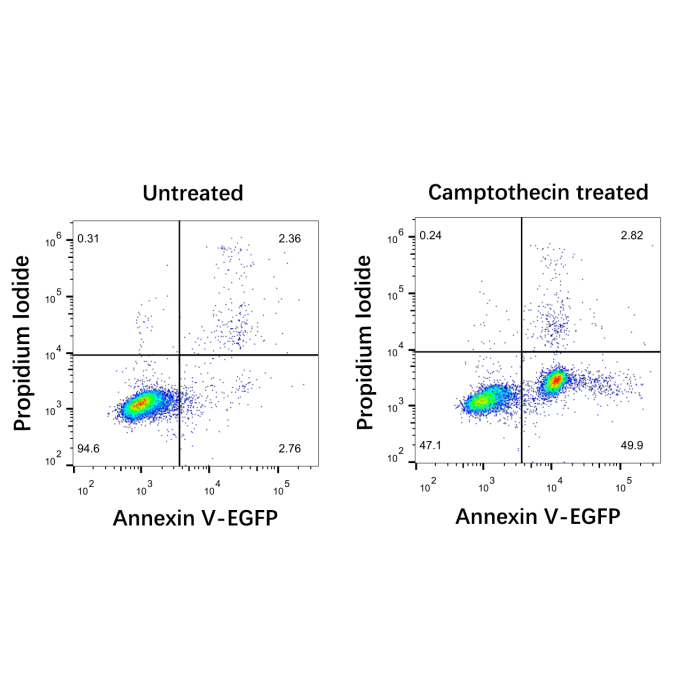 Annexin V-EGFP/PI Cell Apoptosis Detection Kit 100T （ABC1528）