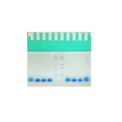 12% PAGE高分辨彩色(綠色)凝膠超快速配制試劑盒 ABC2091