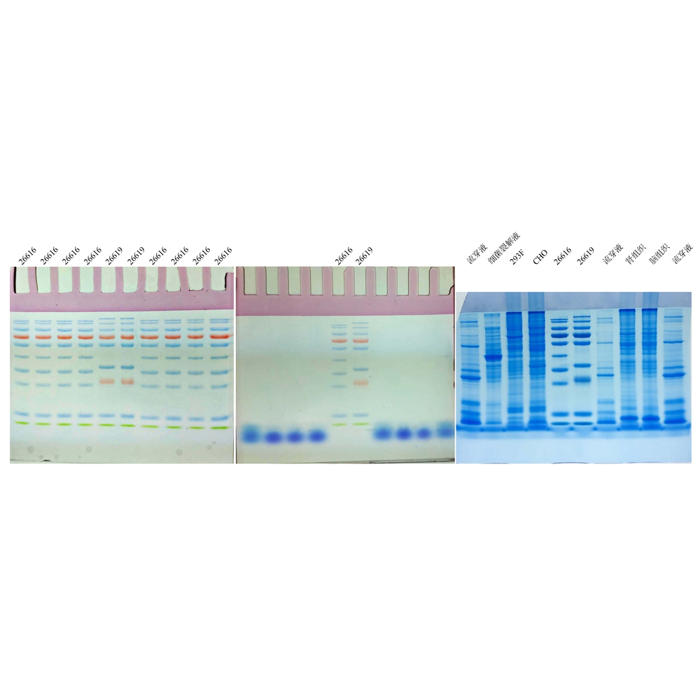 12% PAGE高分辨彩色(紅色)凝膠超快速配制試劑盒 ABC2086