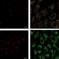 JC-1 Mitochondrial Potential Probe（線粒體熒光探針）（ABC346）