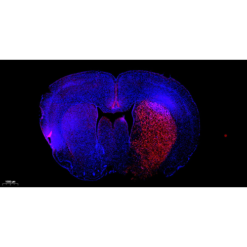 TMR (red) Tunel Cell Apoptosis Detection Kit 50T （ABC1520）