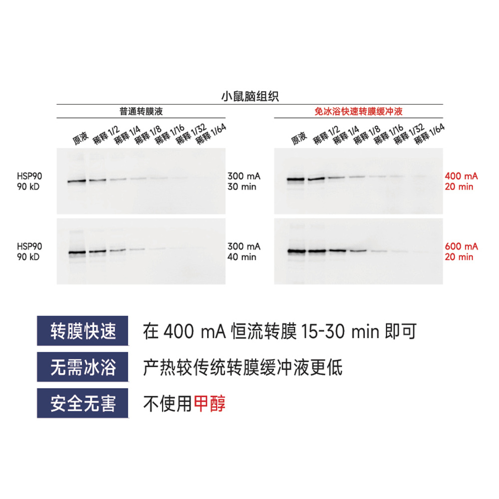 免冰浴快速轉(zhuǎn)膜緩沖液（干粉） ABC2046