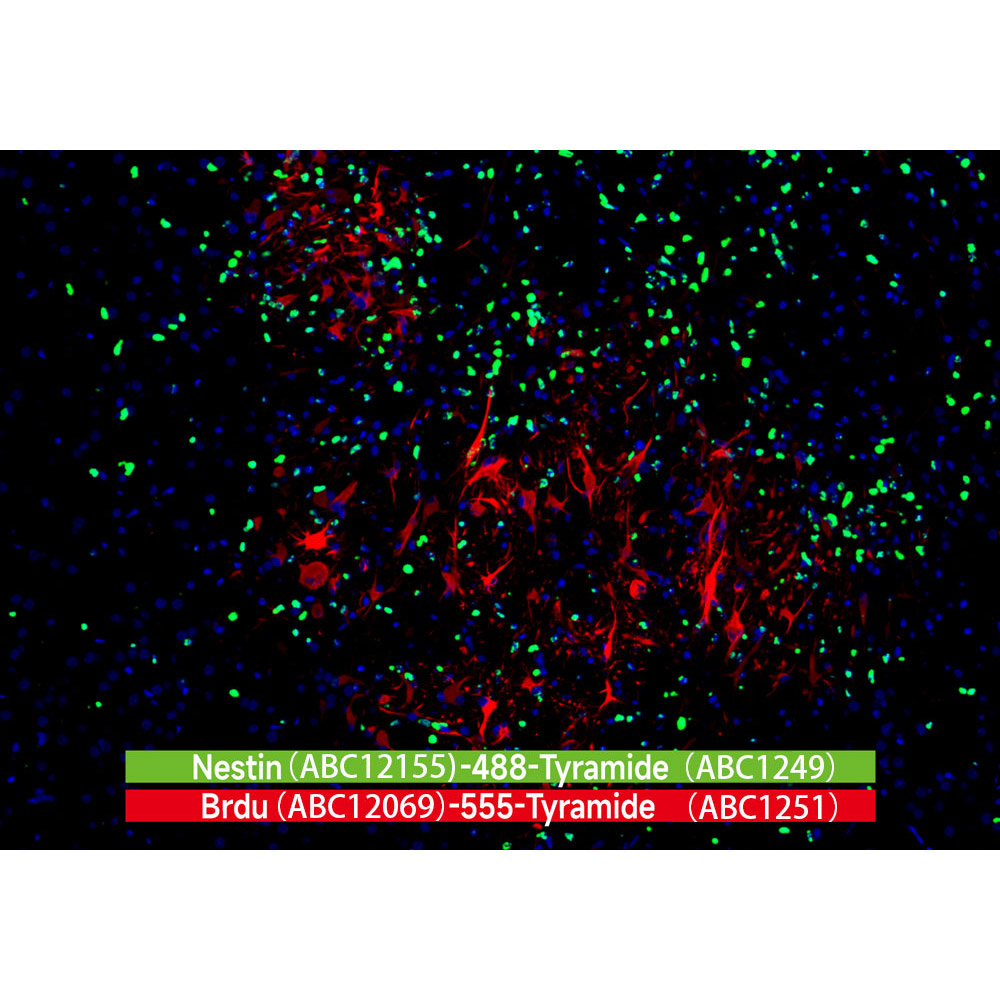 iF488-Tyramide (ABC1249)