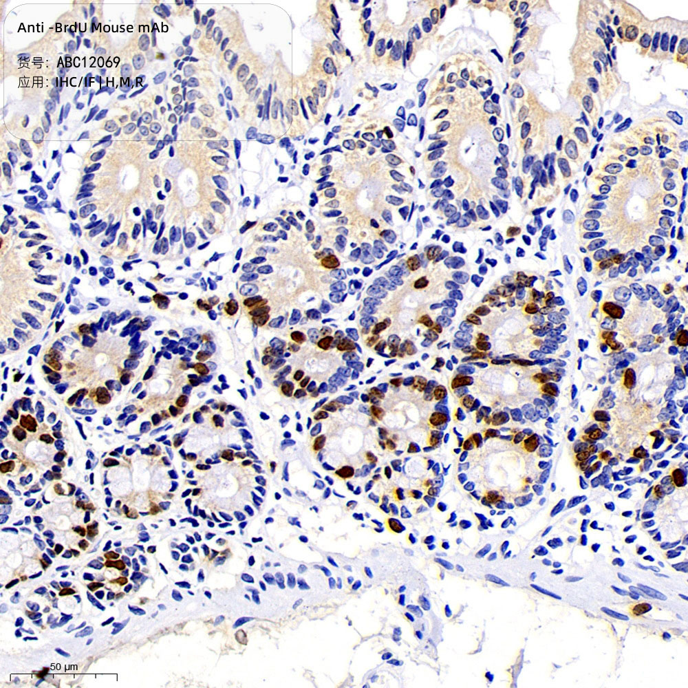 Anti -BrdU Mouse mAb （ABC12069）