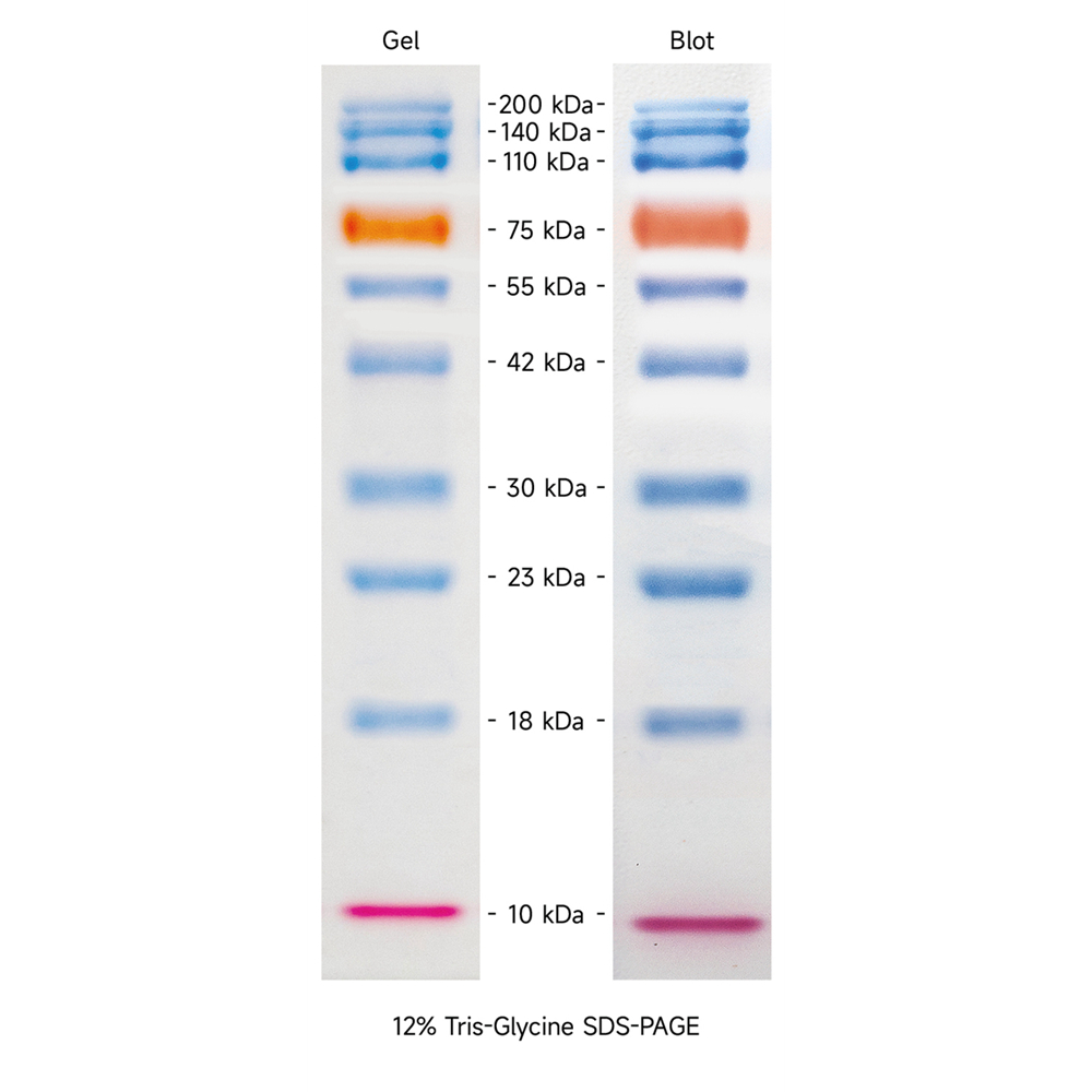 Prestained Protein Marker II (10-200 kDa） ABC2076