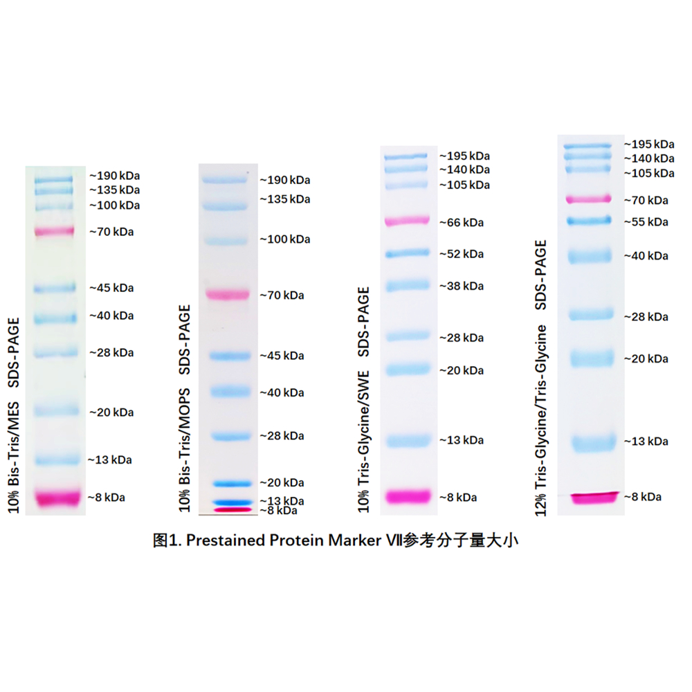 Prestained Protein Marker Ⅶ (8-195 kDa) ABC2105