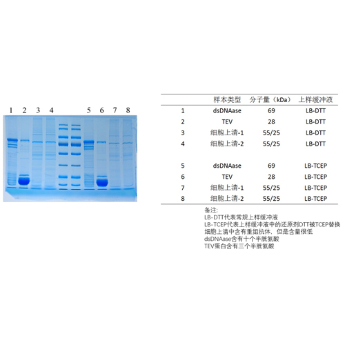 2×SDS-PAGE蛋白上樣緩沖液（無(wú)氣味、還原型） ABC2094