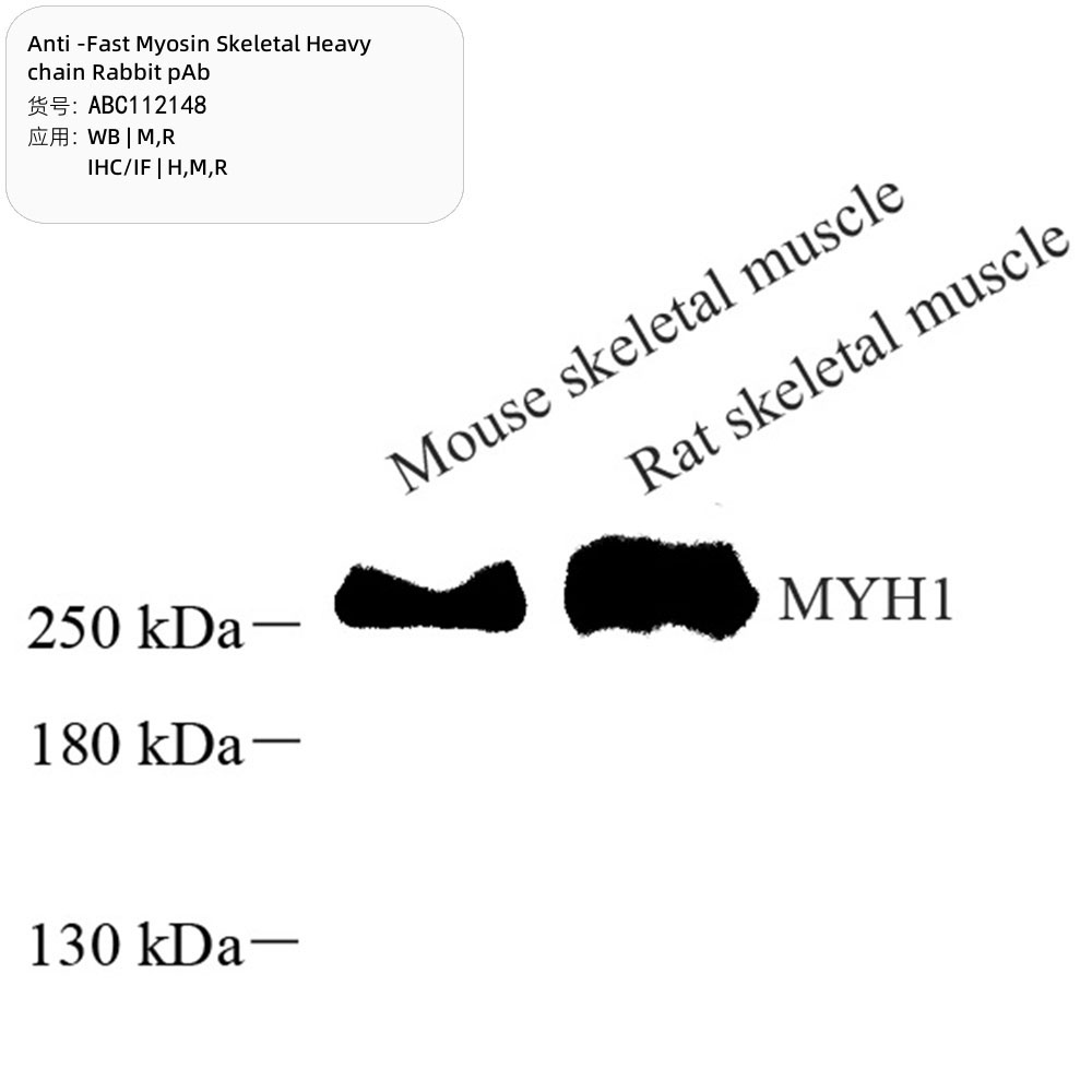 Anti -Fast Myosin Skeletal Heavy chain Rabbit pAb （ABC112148）