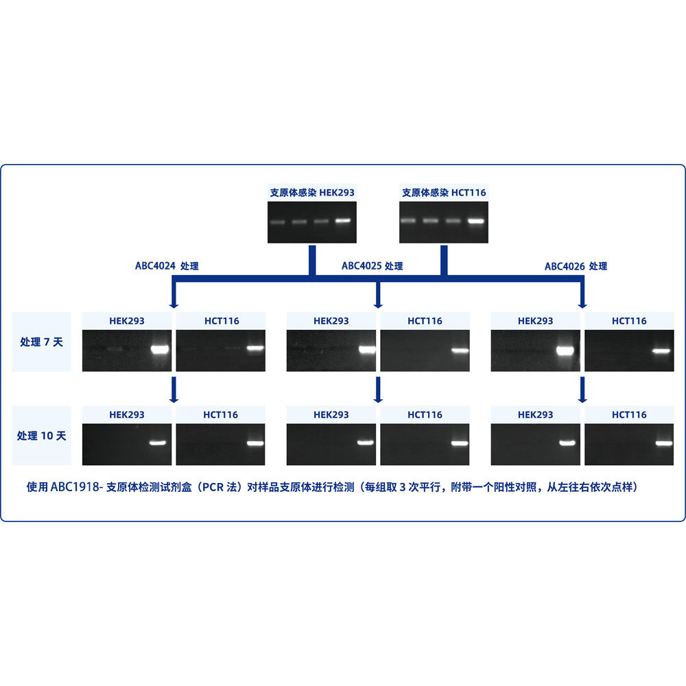 Mycoplasma Elimination Reagent (SweMyco-1+2) (100×)  ABC4026