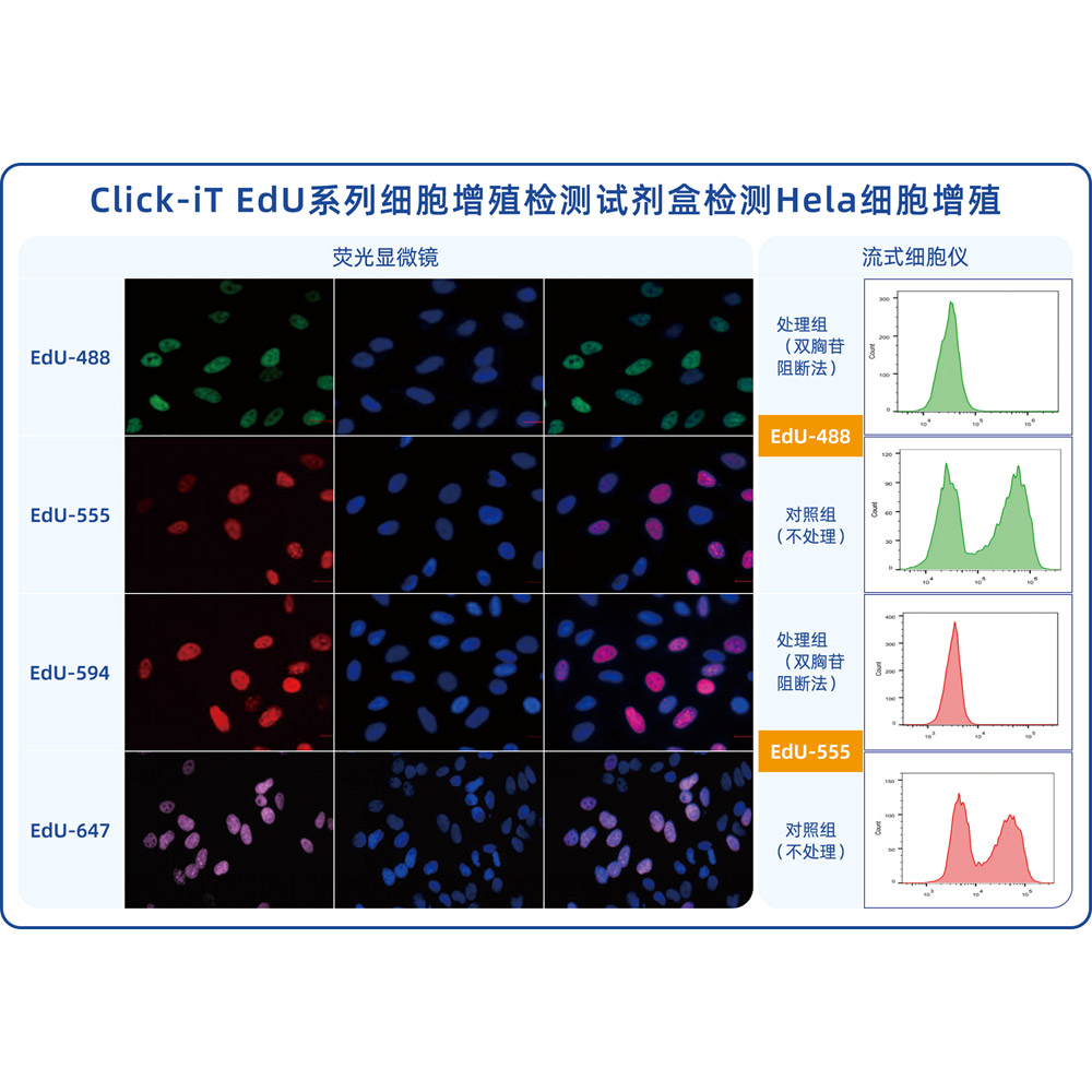 Click-iT EdU-647細(xì)胞增殖檢測試劑盒 （ABC1622）