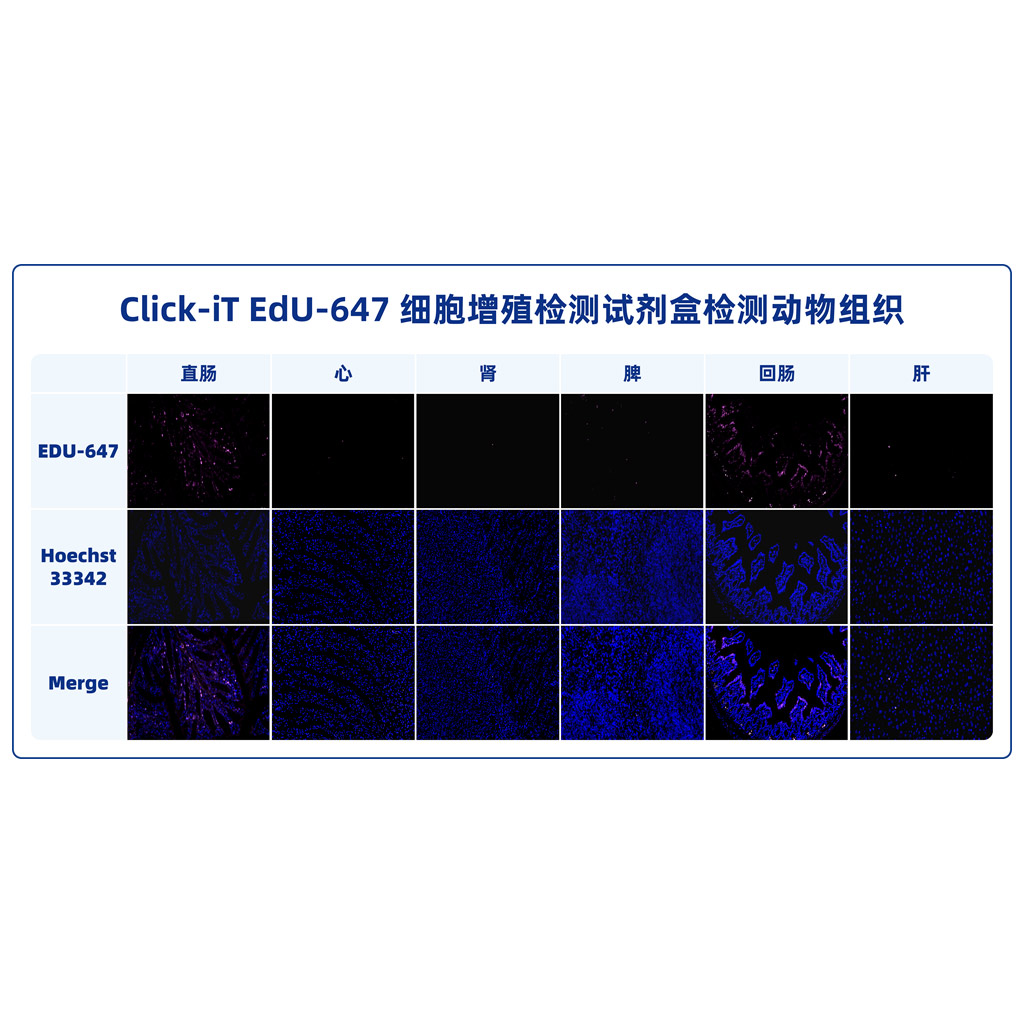 Click-iT EdU-647細(xì)胞增殖檢測試劑盒 （ABC1622）