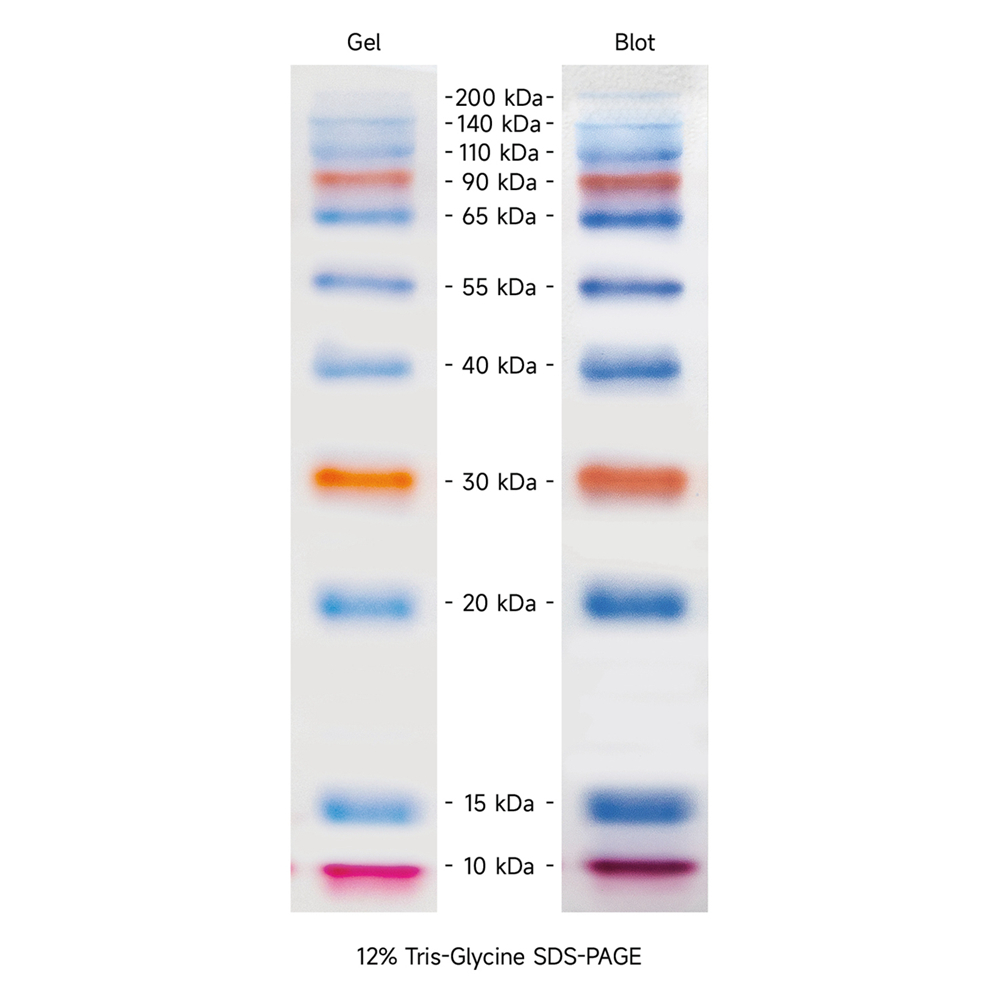 Prestained Protein Marker Ⅳ (8-200 kDa) ABC2101