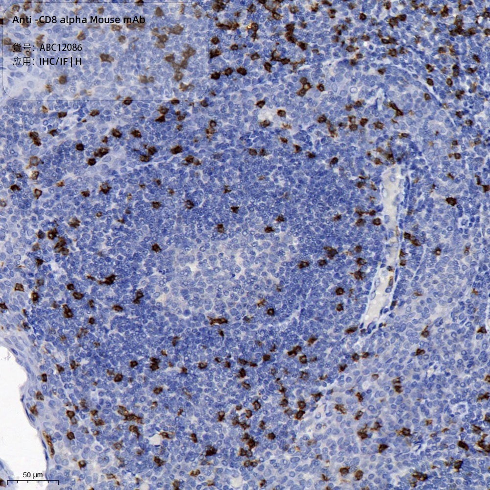 Anti -CD8 alpha Mouse mAb （ABC12086）