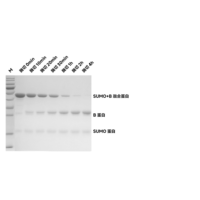 Recombinant SUMO Protease (Ulp1, His-tag) （ABC3429）