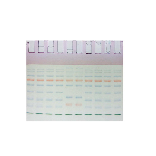 10% PAGE彩色(紅色)凝膠超快速配制試劑盒 ABC2061