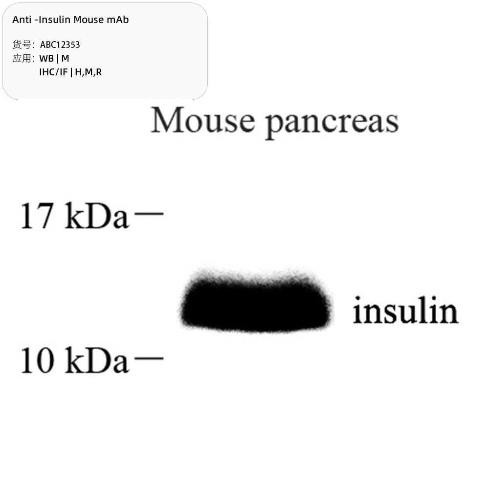 Anti -Insulin Mouse mAb （ABC12353）