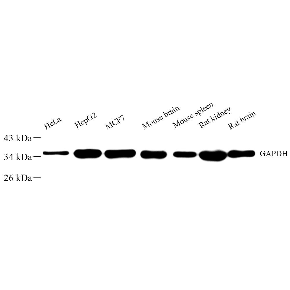 Anti -GAPDH Rabbit pAb （ABC11020）