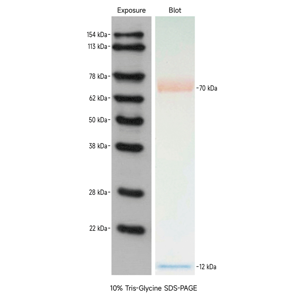 Western Protein Marker I (可顯影) ABC2104