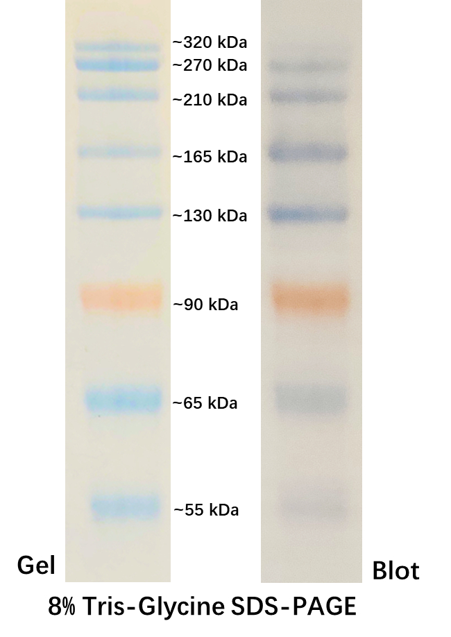 Prestained Protein Marker Ⅵ (55-320 kDa) ABC2103