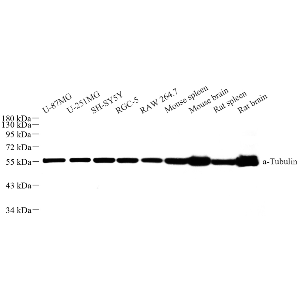 Anti -alpha Tubulin Rabbit pAb （ABC11218）