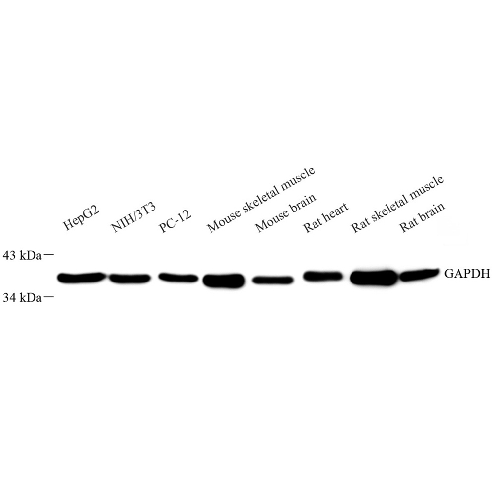 Anti -GAPDH Mouse mAb （ABC12020）