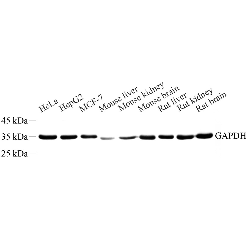 Anti -GAPDH Rabbit pAb （ABC11020）