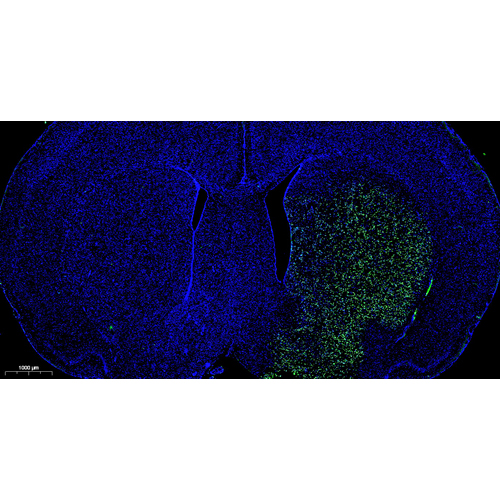 Fluorescein (FITC) Tunel Cell Apoptosis Detection Kit 50T （ABC1519）